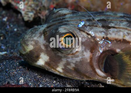 Manila-Kugelfisch, Narrow-lined puffer, Lembeh, Sulawesi, Indonesia Stock Photo