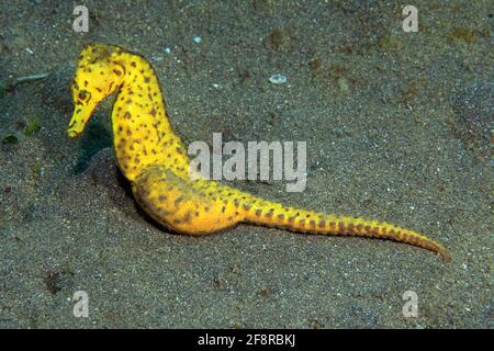 Gewöhnliches Seepferdchen (Hypocampus kuda), (Lembeh, Sulawesi, Indonesien) - Common Seahorse (Lembeh, Sulawesi, Indonesia)