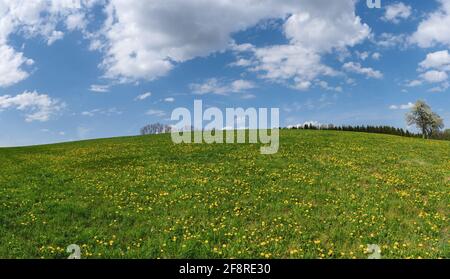 Meadow with yellow blooming dandelions on an ascending hill Stock Photo
