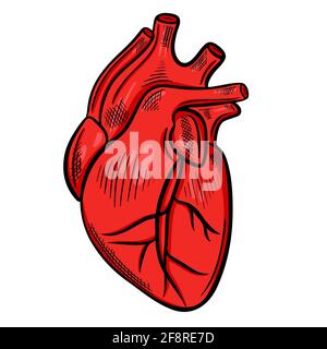 Human heart, freehand drawing. Vector, the main organ of the human body. Medical sketch of the heart.Vector. Stock Vector