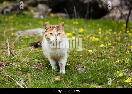 Adorable cat standing on grass full of tiny yellow flowers and looking to someone Stock Photo