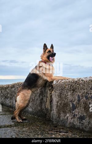 File:K9 MWD Chrach N178 Poses with Bronze of Chrach.jpg - Wikimedia Commons