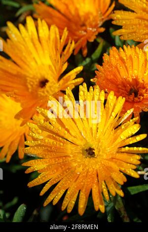 Mesembryanthemum with droplets. Stock Photo