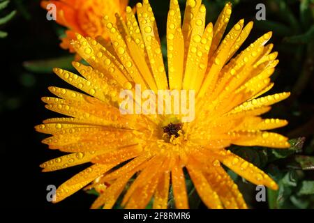 Mesembryanthemum with droplets. Stock Photo