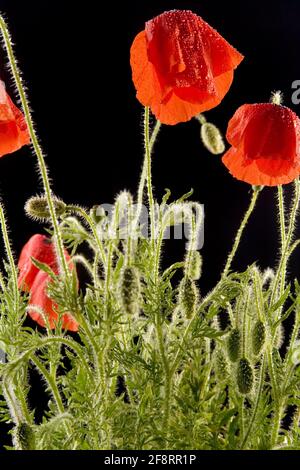 Common poppy, Corn poppy, Red poppy (Papaver rhoeas), blooming poppy in front of black background Stock Photo