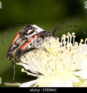 Black and red Longhorn Flower Beetle, Black-striped longhorn beetle (Stenurella melanura, Strangalia melanura), mating on a flower, Austria Stock Photo