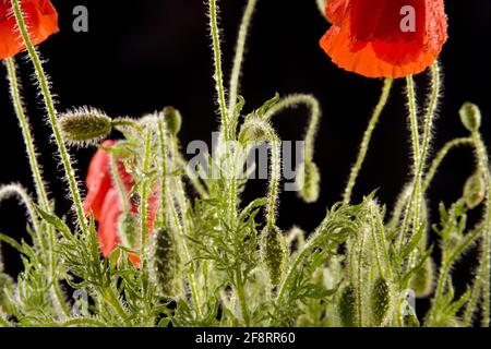 Common poppy, Corn poppy, Red poppy (Papaver rhoeas), blooming poppy in front of black background Stock Photo