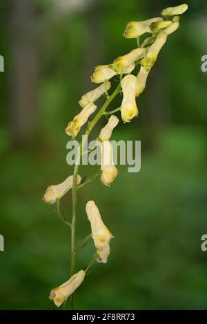 Yellow wolfsbane, Northern Wolfsbane, Monkshood, Wolf's bane (Aconitum lycoctonum ssp. vulparia, Aconitum vulparia), inflorescence, Germany, Bavaria, Stock Photo