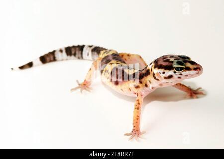 Leopard gecko (Eublepharis macularius), front view, cut-out Stock Photo