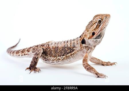 Central Bearded Dragon (Pogona vitticeps), side view, cut-out Stock Photo