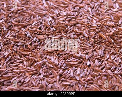 common caraway (Carum carvi), caraway seeds Stock Photo