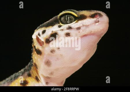 Leopard gecko (Eublepharis macularius), portrait