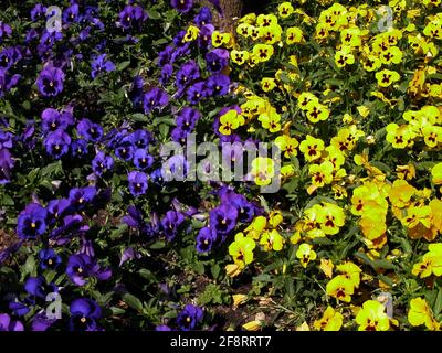 Pansy, Pansy Violet (Viola x wittrockiana, Viola wittrockiana, Viola hybrida), flowerbed with pansies, Austria Stock Photo