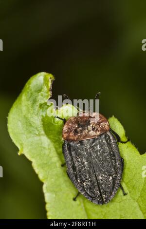 red-breasted carrion beetle (Oiceoptoma thoracica, Oiceoptoma thoracicum, Oeceoptoma thoracicum), sits on a leaf, Austria Stock Photo