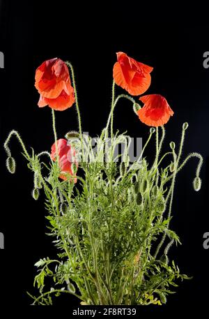 Common poppy, Corn poppy, Red poppy (Papaver rhoeas), blooming poppy in front of black background Stock Photo