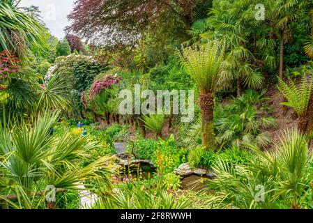 Subtropical Water Garden at the center of Trebah Garden, Cornwall, England, UK Stock Photo