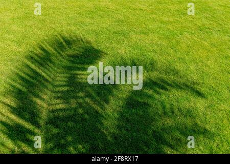 Shadows from palm trees on green grass. Sunny day, travel lifestyle. Stock Photo