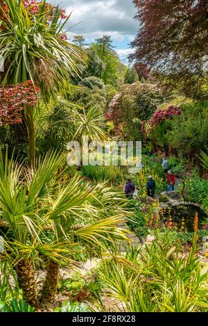Subtropical Water Garden at the center of Trebah Garden, Cornwall, England, UK Stock Photo