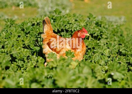 Hen. Stock Photo