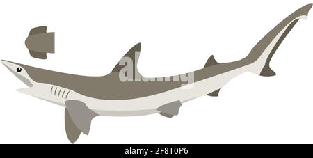 Vector bonnethead shark illustration isolated on white Stock Vector