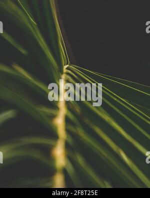 Palm leaves green and black background with copy space. Nature background. Minimal abstract composition. Selective focus. Golden ratio and summer idea Stock Photo