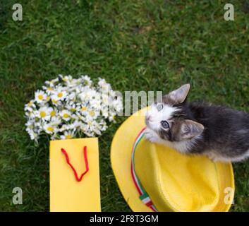 cute little gray-white kitten sits on a yellow wicker hat near a bouquet of daisies, lying on the grass. A fluffy gift, with love, a pleasant spring s Stock Photo