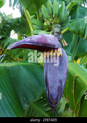 banana flower, blossom bananas tree, opened petal fo banana bush, vertical view. Stock Photo