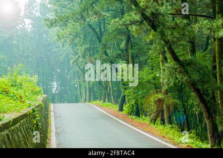 A promenade in a dense forest. Stock Photo
