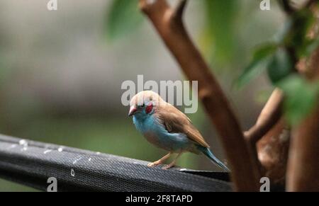 Male Red Cheeked Cordon Bleu bird Uraeginthus bengalus is a tiny bird that comes from Africa Stock Photo