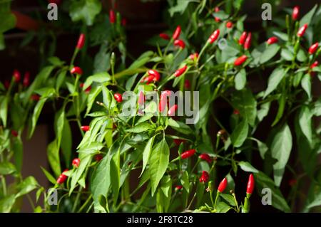 Small Chilli Pepper Plant Growth, A group of red peppers, plant growing on balcony garden. Stock Photo