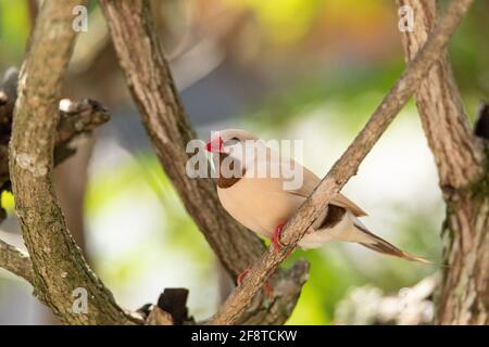 Long tailed finch bird Poephila acuticauda perches in a tree in Australia. Stock Photo