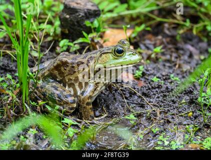 An American Bullfrog (Lithobates catesbeianus) sitting by a pond. Galveston State Park, Galveston, Texas, USA. Stock Photo