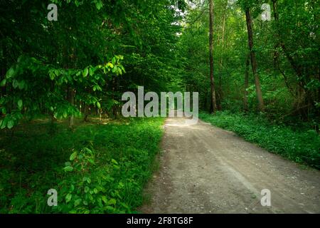 A dirt road through a green dense forest, Nowiny, Lubelskie, Poland Stock Photo