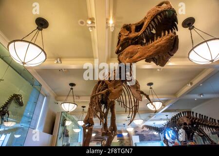 The fossils of a Tyrannosaurus Rex are exhibited at the American Museum of Natural History in Manhattan New York City Stock Photo