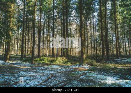 Fine snow in the coniferous green forest, springtime view Stock Photo