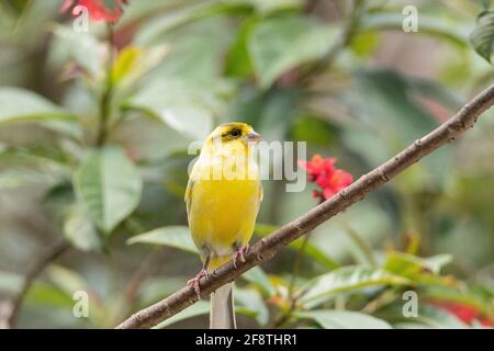 Bright yellow male Atlantic Canary bird Serinus canaria is found on the Canary Islands. Stock Photo