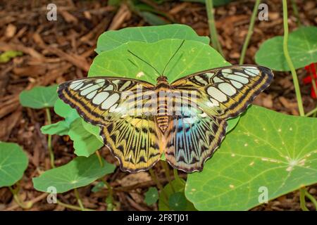 Clipper, brush footed, butterfly with blue tint on one wing on a leaf Stock Photo