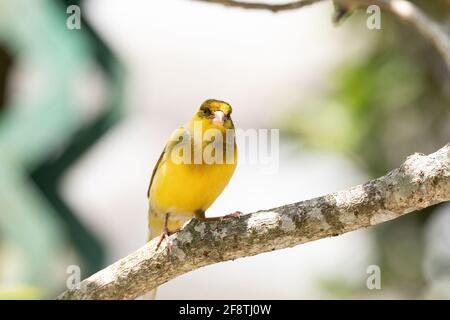 Bright yellow male Atlantic Canary bird Serinus canaria is found on the Canary Islands. Stock Photo