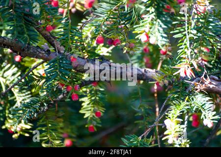 Taxus cuspidata, the Japanese yew or spreading yew, a coniferous tree. Beautiful red berries in the sun, called  arils with a red fleshy cup. Stock Photo