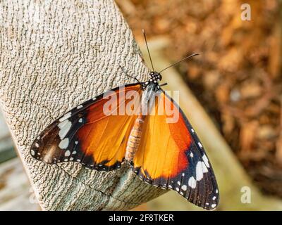 A close up of Danus chrysippus Butterfly, Plain Tiger Butterfly on a wooden post Stock Photo