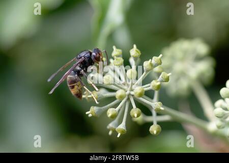 Vespa velutina nigrithorax feeding or flying on ivy Stock Photo