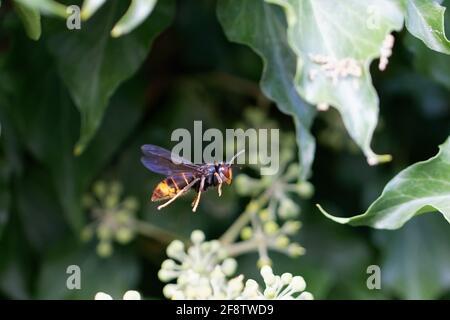 Vespa velutina nigrithorax feeding or flying on ivy Stock Photo