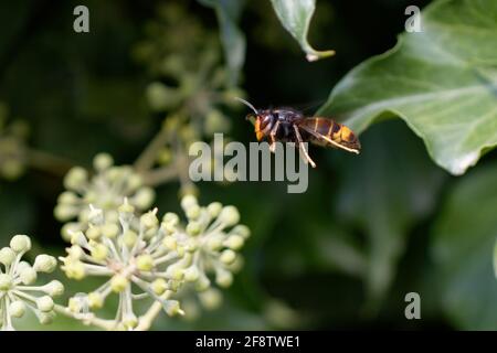 Vespa velutina nigrithorax feeding or flying on ivy Stock Photo