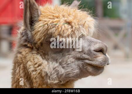 Alpaca face close up and in profile looking messy with straw in hair Stock Photo