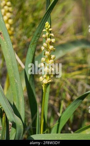 Man orchid, Wild orchid, Orchis anthropophora, Aceras anthropophorum, Andalusia, Southern Spain Stock Photo