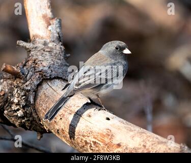 Junco female bird perched on a tree branch with a blur background in its environment and habitat in the forest. Image. Picture. Portrait. Stock Photo