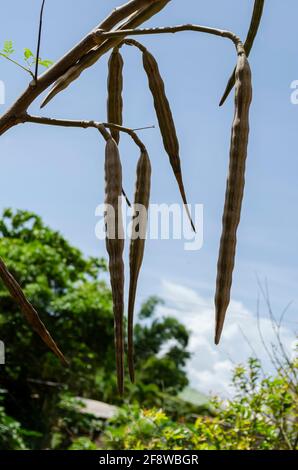 Moringa oleifera, bean oil tree, Malunggay, purported to be beneficial ...