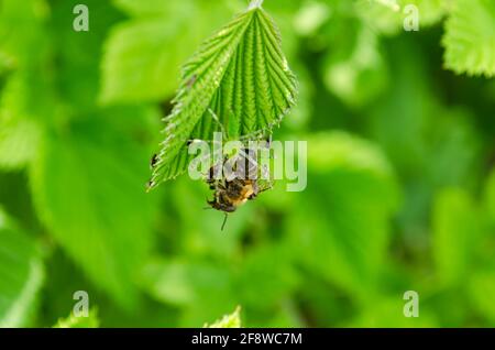 Green Lynx Spider Eating Honey Bee Stock Photo