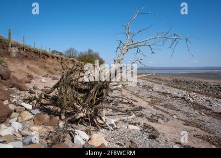 Driftwood in the form of a tree abandoned on the beach at Carsethorn, Dumfries and Galloway, on a fine spring day in 2021. Stock Photo