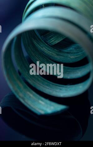 The twisted branch is vertical. A spiral of spherical abstract shape . Isolated on a blue background. Copy space Stock Photo
